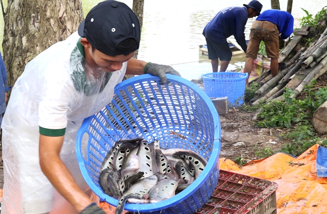 Sau hơn 1 năm rớt giá mạnh, hiện giá cá nàng hai hay còn gọi là cá thát lát cườm vẫn ở mức thấp, nhiều hộ nuôi cá thua lỗ hàng chục triệu đồng trên mỗi công đất đào ao nuôi cá.