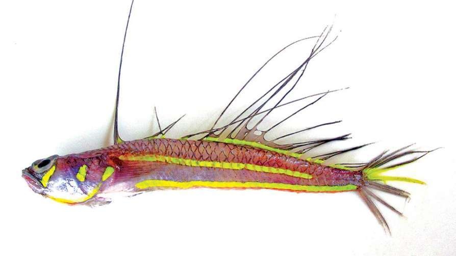 Loài cá mới có tên khoa học là Pteropsaron Notifyum, đây là một trong những chi đầu tiên được ghi nhận ở vùng biển Ấn Độ.
