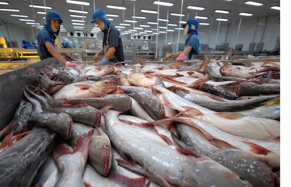 Đầu tháng 3, giá cá tra nguyên liệu ở ĐBSCL đã tăng đến mức kỷ lục, trên 31.000 đồng/kg, cao nhất từ ngày mở ra nuôi cá tra ở vùng đất này.
