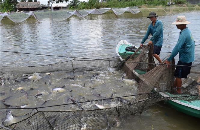 Toàn tỉnh Đồng Tháp hiện có 118 cơ sở sản xuất cá giống và 1.455 cơ sở ương, ước sản lượng sản xuất hơn 1,8 tỷ con cá tra giống, tăng 50 triệu con so với cùng kỳ năm 2018.