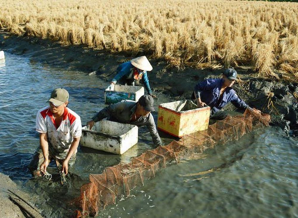 Trong trường hợp chuyển đổi từ đất trồng lúa sang nuôi trồng thủy sản, người dân chỉ có thể chuyển đổi 20% diện tích. Đó là giới hạn tối đa mà người dân được phép sử dụng để đào ao nuôi trồng thủy sản trên đất lúa.