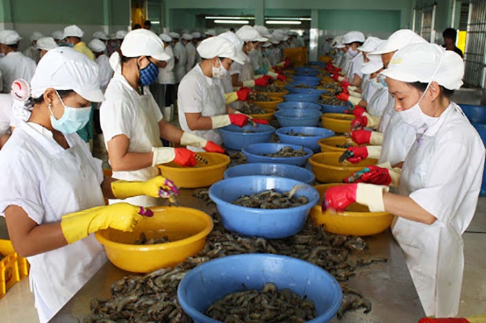 Theo ông Trương Đình Hòe, Tổng thư ký Vasep, nguồn cung tôm nguyên liệu đang bị sụt giảm trên cả 3 mặt: nuôi trồng, đánh bắt, nhập khẩu.