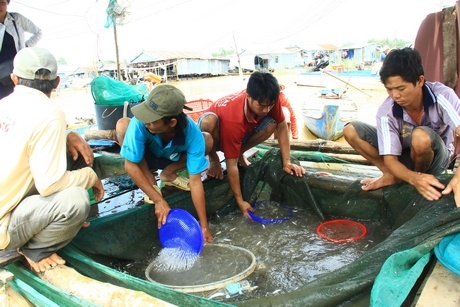 Theo nhiều tiểu thương mua tôm cá mùa lũ ở các chợ thượng nguồn, năm nay lũ trễ, lên nhanh nên sản lượng các mặt hàng đồng giảm từ 40- 50% so với năm trước. 