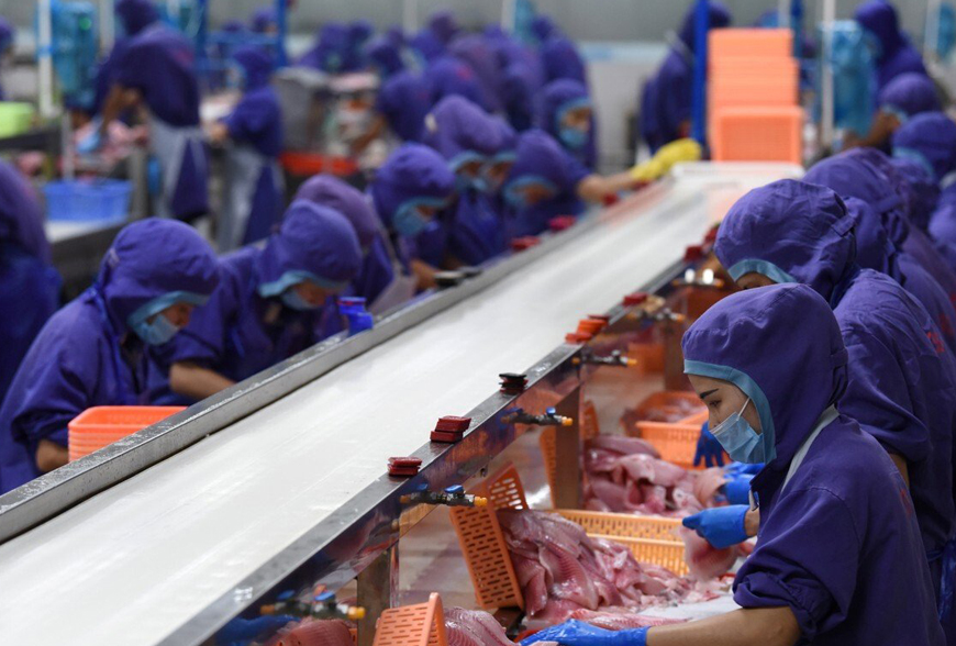 Xu hướng chuỗi cung ứng ngành tôm tại Việt Nam hiện nay