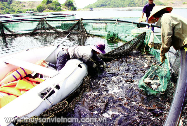 Phát triển cá nước lạnh ở Việt Nam: Cơ hội nhìn từ giống