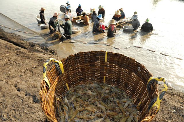 Liên kết chuỗi giữ vai trò quan trọng trong sự phát triển bền vững của ngành thủy sản Việt Nam nói chung, ngành tôm nói riêng. Tuy nhiên đến nay, người nuôi tôm vẫn băn khoăn trước lợi ích thật sự khi tham gia chuỗi liên kết cùng các doanh nghiệp trong ngành.