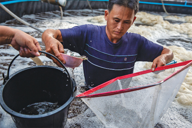  Dịch bệnh đốm trắng tấn công Đài Loan vào năm 1992 và Thái Lan vào năm 1994. 25 năm sau, dịch bệnh này tiếp tục trở thành mối đe dọa lớn nhất với ngành tôm của Thái Lan, và nhiều quốc gia nuôi tôm khác trên thế giới.
