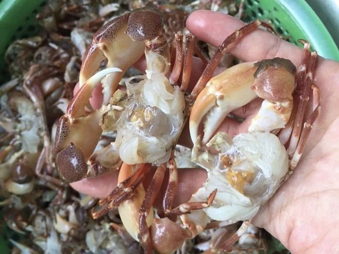 Cua đồng, cua đá biển là món ăn giải nhiệt hữu hiệu trong mùa hè oi bức. Nhiều gia đình ở Hà Nội còn sẵn sàng chi tiền triệu để trữ đông loại thực phẩm này.