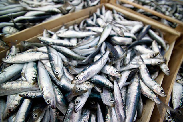 Cá mòi cơm châu Âu (sardina pilchardus) là một loại cá thuộc nhóm Clupeidae nhiều chất béo, thường sống dọc ven biển, di chuyển thành bầy ở độ sâu 10 - 50 m và sinh sản trên biển cả.