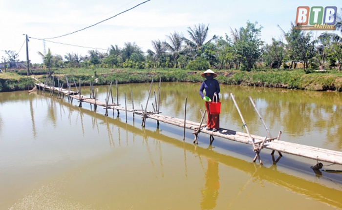 Dám nghĩ dám làm, không cam chịu cảnh nghèo khó, ông Nguyễn Văn Liệu ở Thái Bình đã cải tạo vùng đất hoang hóa nuôi trồng thủy sản để phát triển kinh tế gia đình, thu về tiền tỷ mỗi năm.