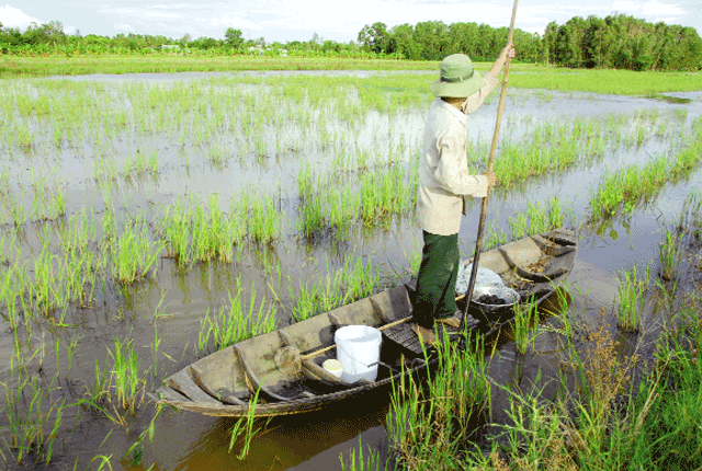 Ở miền Tây người dân có nhiều cách bắt cá rô như: đặt lọp, giăng lưới, đăng, dớn, kéo vó… và gần đây phát minh rất độc đáo của nhiều người dân là dùng xà di bỏ mồi vào dụ bắt cá rô, tuy rất đơn giản mà đem lại hiệu quả cao.