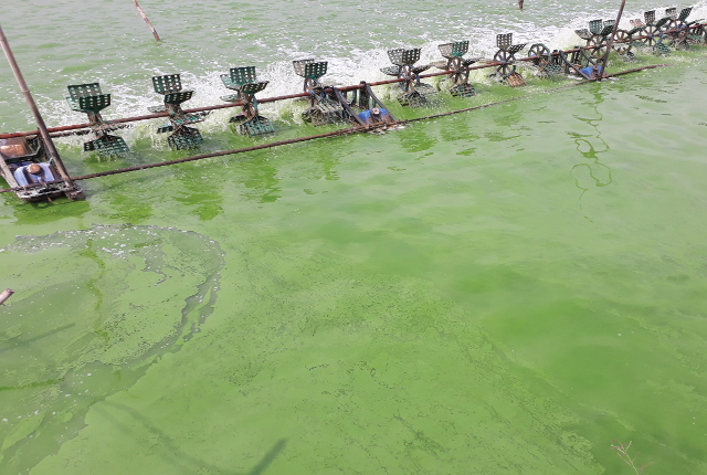 Trong ao nuôi, tảo là một mắt xích quan trọng của chuỗi thức ăn tự nhiên và giữ vai trò như hệ thống lọc sinh học giúp cân bằng các yếu tố môi trường. Tuy nhiên, tảo xuất hiện quá mức sẽ gây biến động nước ao, ảnh hưởng đến sức khỏe của tôm.
