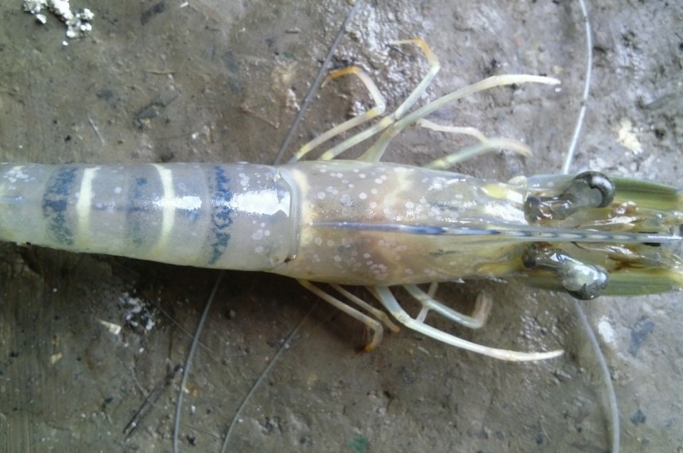 The black tiger shrimp (Penaeus monodon) is a marine crustacean of economic importance in the world market.