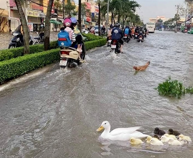Trong 2 ngày 29 - 30/9, nước dâng cao làm cho TP Cần Thơ và các tỉnh Vĩnh Long, Sóc Trăng ngập nặng.