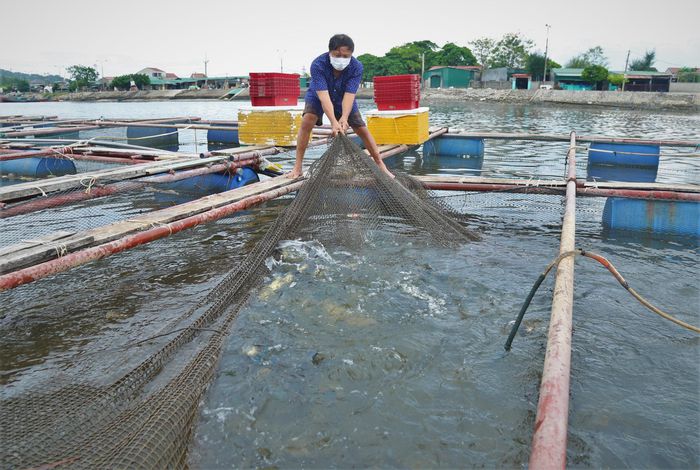 Người nuôi thủy sản ở Nghệ An, Hà Tĩnh đang đứng trước nguy cơ thua lỗ vì cá đã đến vụ thu hoạch nhưng không có người mua, trong khi tôm, ốc liên tục rớt giá.