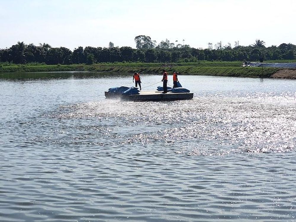 Từ đầu năm 2025, giá cá tra trên thị trường tăng mạnh, đặc biệt là cá có trọng lượng lớn. Cụ thể, cá có trọng lượng lớn hơn 1,2 kg được ghi nhận đạt mức giá 32.440 đồng, mức cao nhất kể từ năm 2022.