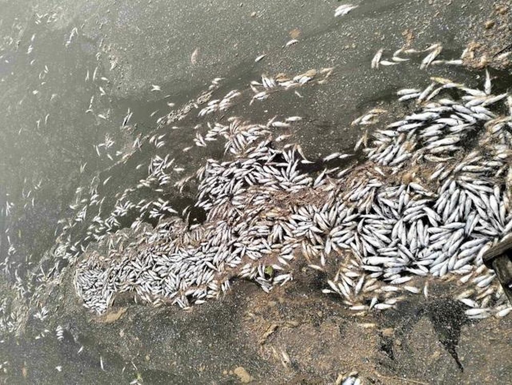Sau nhiều ngày đặt lừ bắt cá, một người dân phát hiện rất nhiều cá chết trong lừ nên ngang nhiên đổ ra nhánh sông Sa Lung (Quảng Trị). Nhiều hộ dân nuôi trồng thủy sản trên sông Sa Lung phát hiện cá chết 'hoảng hồn' báo cáo chính quyền địa phương để truy tìm nguyên nhân.