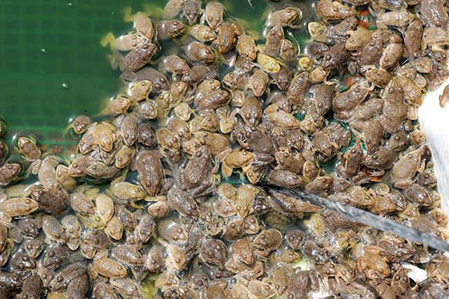 Hiện nay, tại các tỉnh ĐBSCL, ếch giống đang trở thành mặt hàng “sốt”, giá tăng rất cao, các cơ sở sản xuất ếch giống không đủ hàng cung ứng cho người nuôi.