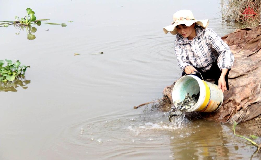 Tái tạo nguồn lợi thủy sản từ việc thả cá giống phóng sinh dịp Tết Nguyên đán