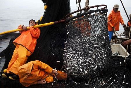  Giá chào bán bột cá cao cấp Peru tại thị trường Trung Quốc đã tăng vọt lên mức 11.000-11.200 NDT/tấn (1.569 – 1.597 USD/tấn), sau khi Bộ Sản xuất Peru cấm một số địa điểm khai thác.