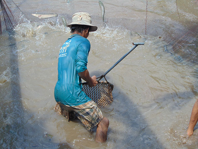 Trái với tình trạng rớt thê thảm của cá tra, giá cá lóc thương phẩm ở tỉnh Đồng Tháp giữ ở mức 42.000 - 43.000 đồng/kg trong nhiều tháng qua, người nuôi có lãi khá.