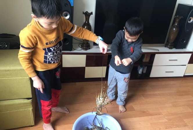 Sau hàng loạt nông sản như: thanh long, dưa hấu được nhiều siêu thị giải cứu cho bà con nông dân, nay tôm hùm tại Khánh Hòa đang gặp khó vì không xuất khẩu sang Trung Quốc.