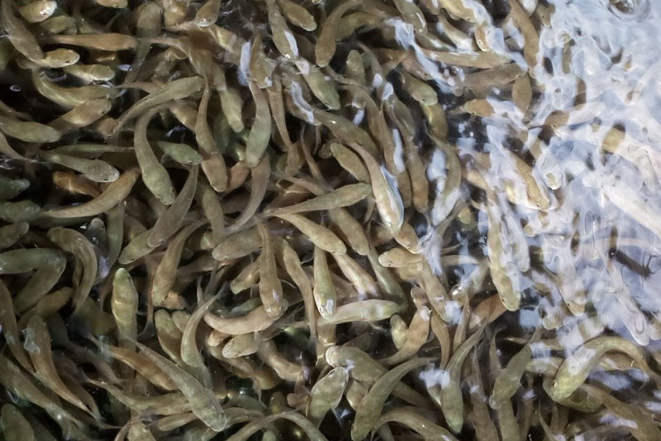 Nông dân ở huyện Trà Cú, vùng nuôi cá lóc tập trung của tỉnh Trà Vinh đang vào vụ thả cá lóc giống của năm 2022.