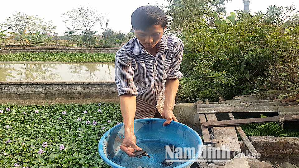 Trên vùng đất trũng “chiêm khê, mùa úng” xã Yên Dương (huyện Ý Yên, tỉnh Nam Định), anh Lê Hồng Dũng, 42 tuổi ở xóm Tây đã thành công với nghề nuôi ba ba gai. Nhờ nuôi loài ba ba “khổng lồ” này, gia đình anh Dũng có thêm thu nhập hơn nửa tỷ đồng mỗi năm.