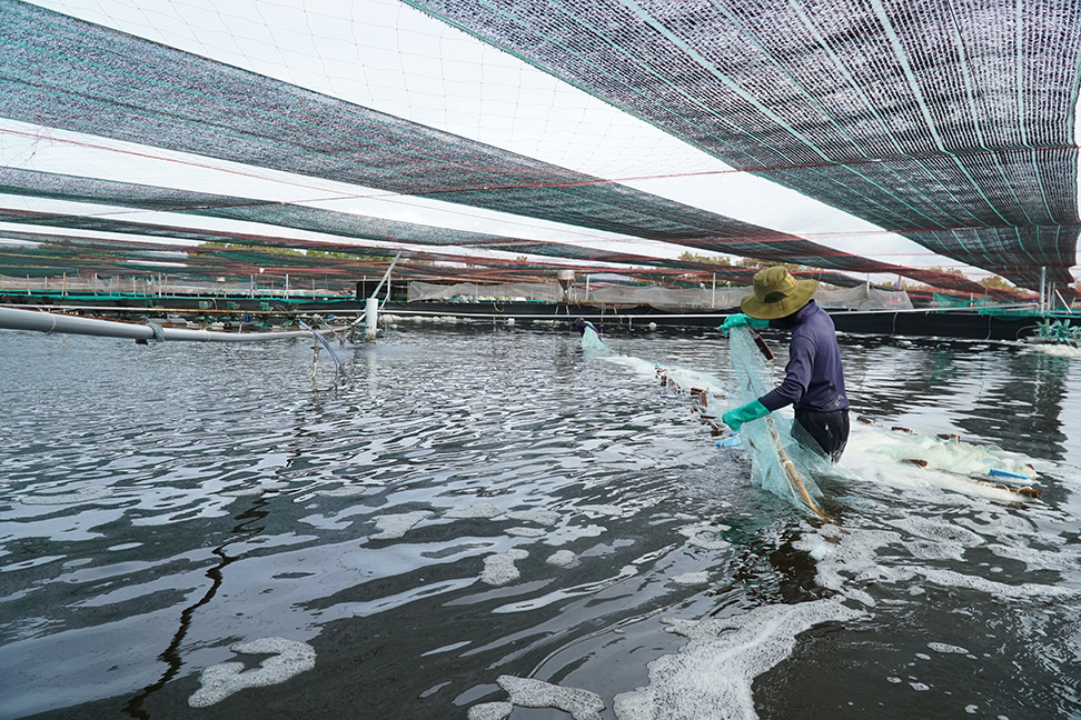 Năm 2030, chấm dứt sử dụng hóa chất độc hại trong nuôi trồng thủy sản