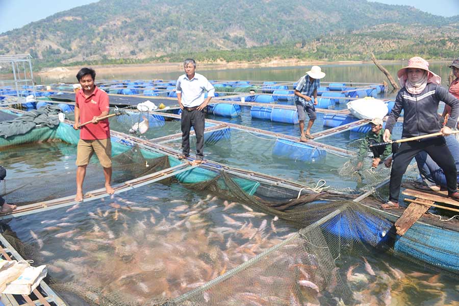 Sau 1 năm đầu tư nuôi cá diêu hồng, Hợp tác xã (HTX) Dịch vụ nuôi trồng thủy sản xã Ia Tô (huyện Ia Grai) đã thu về hơn 1 tỷ đồng. Kết quả này giúp người dân trong vùng vững tin đầu tư phát triển mô hình nuôi cá nước ngọt trong lồng tại các ao hồ, sông suối.