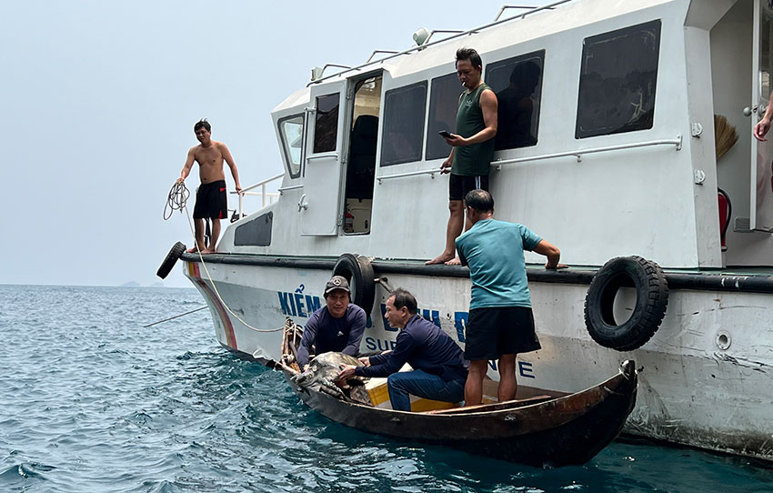 Bình Định: Thả đồi mồi dứa quý hiếm nặng 13 kg về lại biển