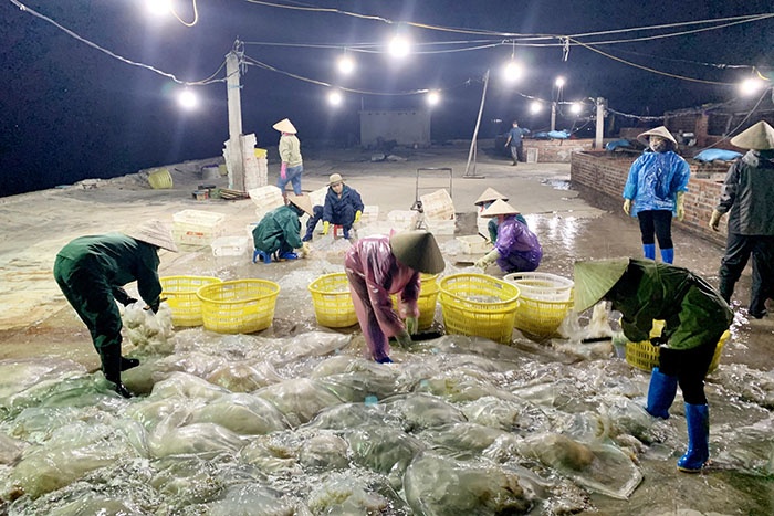 Những ngày này, ngư dân các xã đảo của huyện Vân Đồn lại rộn ràng bước vào vụ đánh bắt và chế biến sứa biển. Không như những loại hải sản khác, sứa chỉ cần đánh bắt ven bờ, việc đầu tư ngư lưới cụ đánh bắt sứa lại đơn giản, ít tốn kém hơn so với các nghề chài lưới khác, nhưng mang lại hiệu quả kinh tế cho ngư dân với mức thu nhập từ 300.000- 500.000 đồng/đêm.