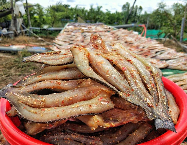 Các cơ sở chế biến khô cá tại huyện Tam Nông, tỉnh Đồng Tháp hiện tăng cường thu mua cá lóc nguyên liệu để làm cá khô các loại phục vụ thị trường Tết Dương lịch 2024.