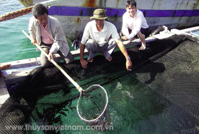 Mô hình nuôi cá mú cọp bằng thức ăn công nghiệp với quy mô đầu tư 81 m3 được triển khai cho 3 hộ nuôi (1 hộ hồ chắn ven biển và 2 hộ nuôi lồng bè) mang lại kết quả khả quan cho ngư dân huyện đảo Phú Quý, Bình Thuận.