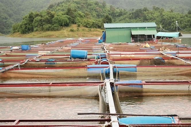 Những năm gần đây, nghề nuôi cá ở huyện Cát Tiên (Lâm Đồng) đã giúp nhiều nông hộ có nguồn thu nhập khá. Nhiều gia đình thu tiền tỷ mỗi năm.