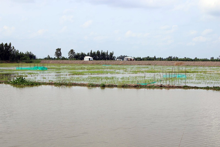 Khoảng 1 tuần qua, ở các huyện đầu nguồn của tỉnh Long An (Tân Hưng, Vĩnh Hưng, Mộc Hóa, thị xã Kiến Tường), nước lũ bắt đầu đổ về. Trung bình ngày đêm, mực nước dâng lên từ 2 - 3cm.