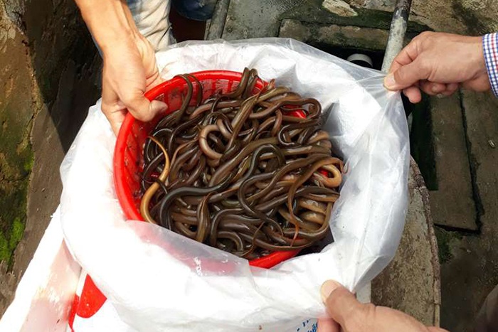 Nông dân nuôi lươn trong hồ xi măng và bồn lót bạt ở huyện Tam Nông, tỉnh Đồng Tháp hiện đang rất tiếc nuối vì giá lươn nuôi đang tăng cao, nhưng người nuôi không còn lươn thương phẩm để bán.