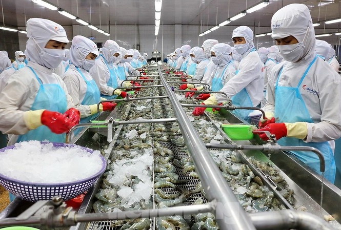 Do tỷ suất lợi nhuận gộp thấp hơn năm trước, Tập đoàn Thủy sản Minh Phú sụt giảm gần phân nửa lợi nhuận ròng năm 2019 dù đã tiết giảm nhiều chi phí vận hành.