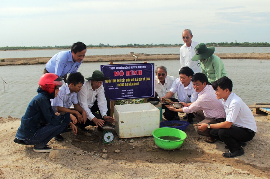 Nhằm đánh giá hiệu quả và nhân rộng mô hình nuôi xen ghép, ngày 10/7/2019, Trung tâm Khuyến nông tỉnh Quảng Trị đã tổ chức hội nghị đầu bờ mô hình nuôi tôm thẻ kết hợp với cá dìa và cua trong ao đất.