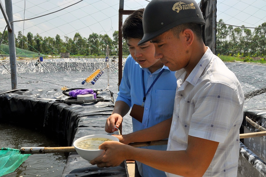 Phường Hà An, TX Quảng Yên là một trong những địa bàn có tiềm năng, lợi thế để phát triển ngành nuôi trồng thủy sản, nhất là nuôi tôm. 