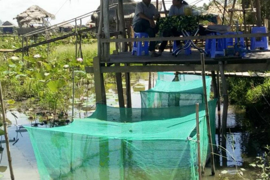 Năm 2020, Tổ chức Bảo tồn thiên nhiên Quốc tế (IUCN) sẽ tiếp tục hỗ trợ cộng đồng xã Phú Lợi, huyện Thanh Bình, tỉnh Đồng Tháp triển khai mô hình "nuôi cá trong mùa lũ" để giúp tăng thu nhập của nông dân thông qua đồng quản lý.
