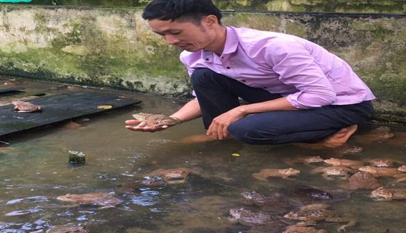 Anh Lương Chí Thanh ở Bản Là 3, xã Xuân Thượng, huyện Bảo Yên, Lào Cai thành công với mô hình nuôi ếch và nhân giống ếch cho thu lãi 120 - 150 triệu đồng/năm.