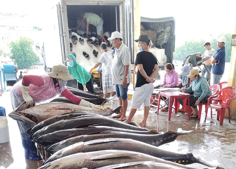 Nếu Mỹ giảm thuế cho Trung Quốc sẽ ảnh hưởng gì tới cá ngừ Việt Nam?