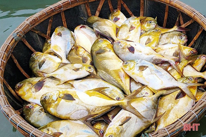 Thuyền của ngư dân Lê Xuân Tiến (thôn Xuân Bắc, xã Cẩm Nhượng, Cẩm Xuyên, Hà Tĩnh) vừa trúng đậm mẻ cá chim vàng, thu về trên 600 triệu đồng.