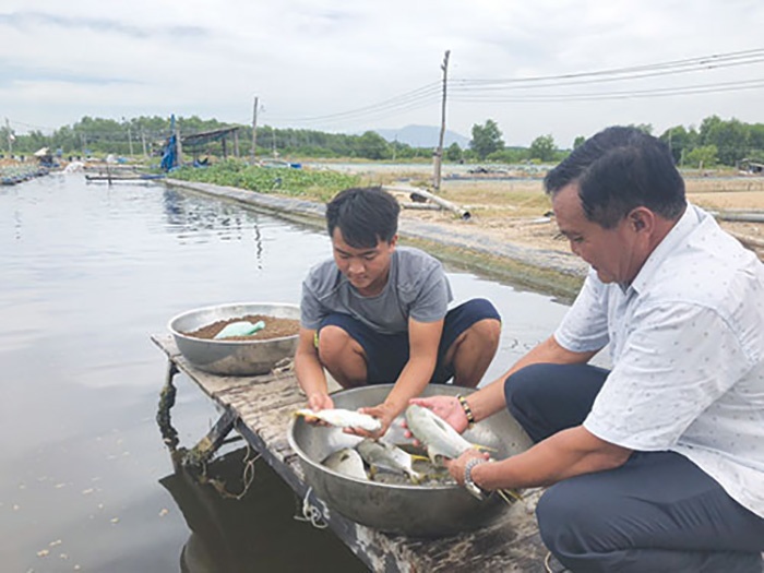 Nhận thấy việc nuôi tôm thẻ, tôm sú gặp không ít rủi ro, nhiều nông dân ở huyện Hàm Tân (tỉnh Bình Thuận) đã chuyển sang nuôi cá chim trắng vây vàng, bước đầu mang lại hiệu quả khả quan.