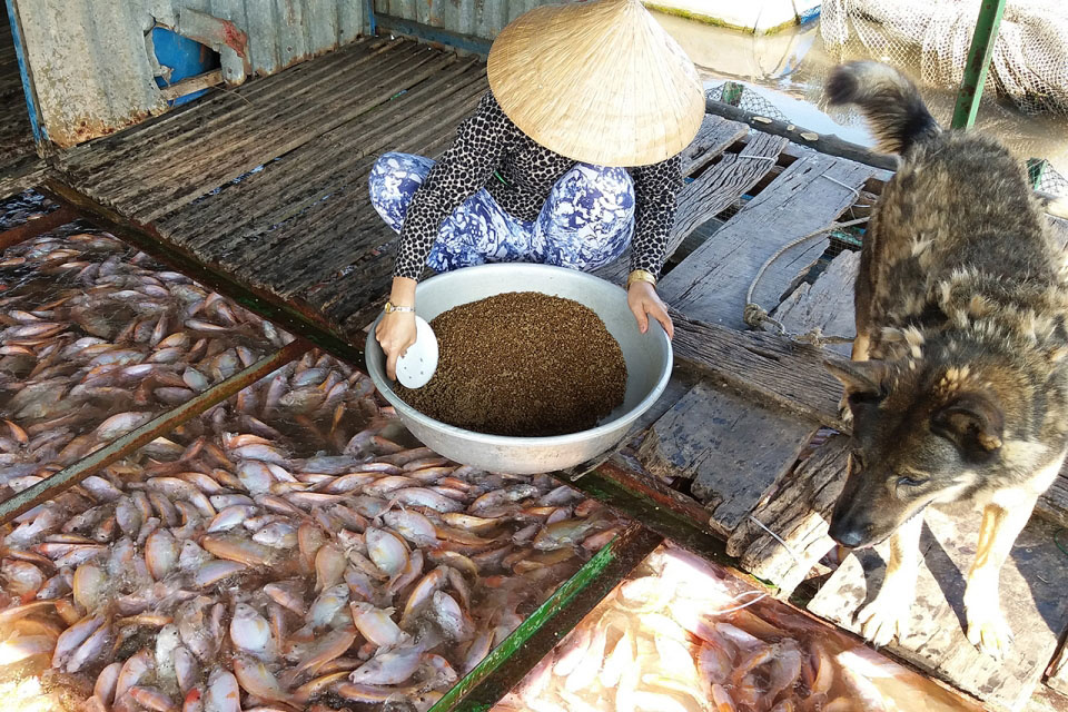Gần đây, do ảnh hưởng của dịch bệnh Covid-19, thương lái ngưng thu mua cá bè. Trong khi đó, nhiều lồng bè cá của người dân ở tỉnh Tiền Giang đã tới giai đoạn thu hoạch, người nuôi cá bè điêu đứng.