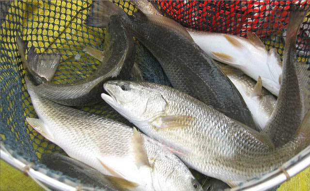 Tại tỉnh Sóc Trăng, nghề nuôi cá nước lợ phát triển khá rầm rộ trong vài năm trở lại đây, nhất là khi tình hình con tôm nuôi bị thiệt hại nhiều do yếu tố thời tiết, môi trường.