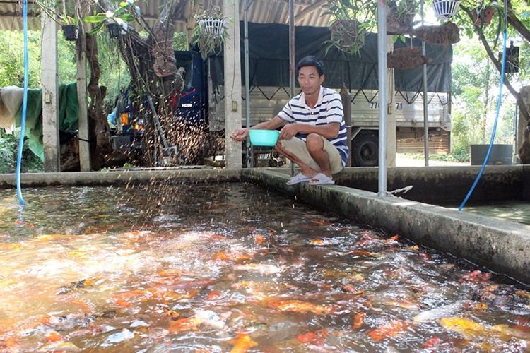 Tận dụng những hồ nuôi cá diêu hồng của gia đình, anh Nguyễn Bá Luyện ở thôn Tân Lập, xã Nhơn Lộc, thị xã An Nhơn, tỉnh Bình Định đã đầu tư nuôi cá Koi, cho thu nhập hàng trăm triệu đồng.