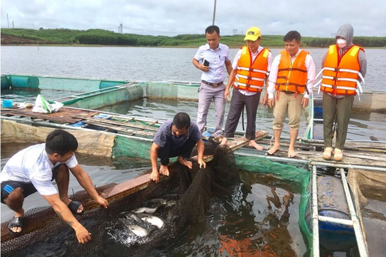 Nhằm tận dụng, phát huy lợi thế mặt nước trên các hồ đập thủy lợi cũng như phát triển thêm đối tượng nuôi mới, năm 2022, Trung tâm Khuyến nông Quảng Trị triển khai mô hình nuôi cá leo trong lồng tại các hồ chứa trên địa bàn tỉnh.