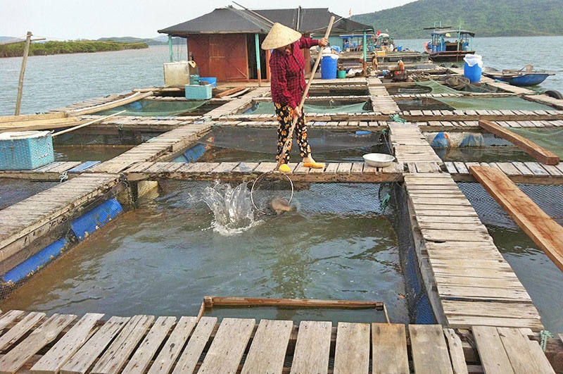 Bài viết cung cấp những biện pháp kỹ thuật phòng bệnh tổng hợp cho cá nuôi để bà con tham khảo.